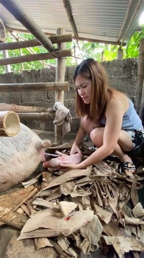 Pig is Labor a healthy piglets #backyardfarming