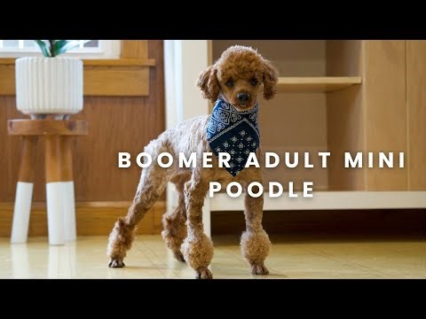 Meet Boomer Our Adult Mini Poodle at Cavapoo 3:16!!