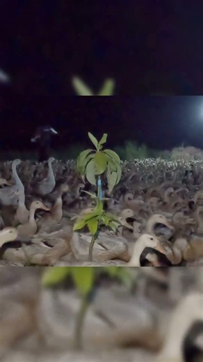 duck song - vịt đẻ chạy đồng #ducksong #vit