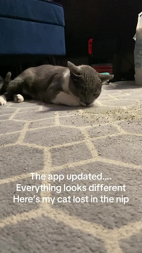 Bunbun Cosplay Video Featuring Cute Cat Adventures