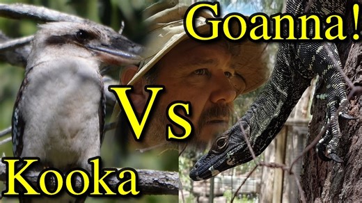 Wild kookaburras defend their nests! Backyard wildlife drama with goanna encounter