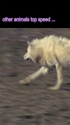 Animals vs Cheetah Speed ⚡🐆 | Who Wins the Race? 🏁 #shorts