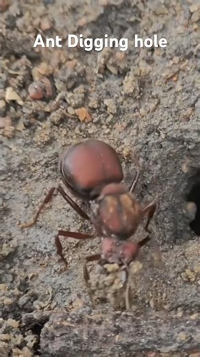 Ant 🐜 digging hole