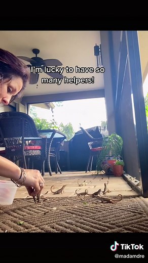 Adorable Curly Tail Lizards in Florida