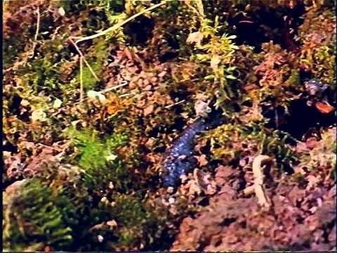 DER BERGMOLCH - Ein Leben zwischen Land und Wasser