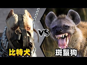 比特犬vs斑鬣狗，当老虎克星遇到肛肠科主任，谁会笑到最后呢？