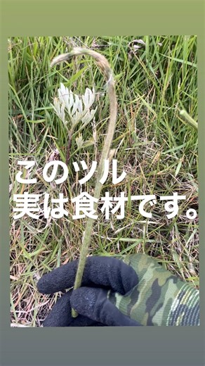 葛の新芽を採取しました🌿✨