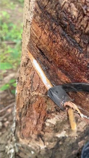 Extreme Satisfying Rubber Tree Tapping ASMR #rubber #asmr #satisfying #farming #natureasmr