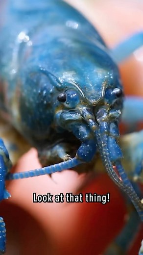 351K views · 1.2K reactions | NEW SPECIES?! Rare Blue Crayfish! While adventuring in the back hills of West Virginia, the team set their sites on encountering this rare mountain gem by sifting through rock outcrops where water seeps pour out of the mountainside… What would you name this little blue dude? 咽 | Brave Wilderness | Facebook