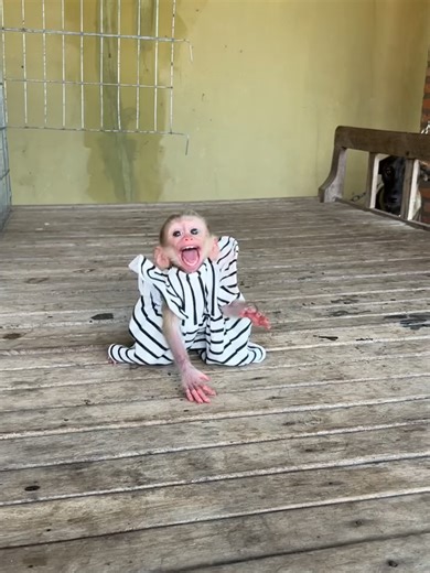 Cute Newborn Monkey Pouch and Baby Animal Moments