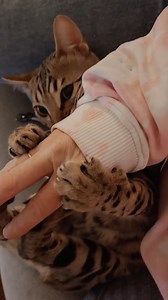 154K views · 8.1K reactions | That killer claws!   bengal_antics #bengallove #bengalcats #bengalcatsarethebest #bengalcatpage #bengalcatworld #bengalcat #bengalcatworld #bengalsofinstagram #cat #cats #catscatscats #instacat #catsofinstagram #cats_of_instagram #catmemes #catmeme #catlife #catlovers #funnycats #mypet #mylove | Bengal Cats | Facebook