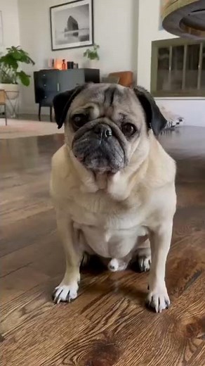 Playing fetch with my cat siblings!