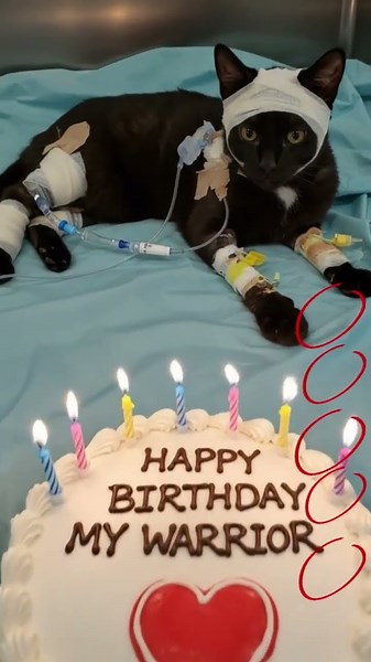 #o #cat #animalintelligence #cute #aiandcats #aicats #kitten #sadcat #sadkitten