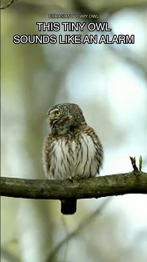 This Tiny Owl Sounds Like an Alarm