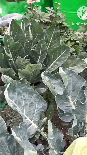 Choose correct size of grow bags for every plants. #viral