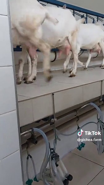 Essential Guide to Goat Farming on a Dairy Farm