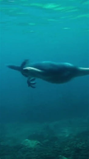 The Dinosaurs (2026) — Mosasaurus vs. Hesperornis | Chase Scene | Netflix