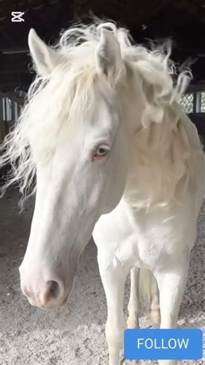 মিলিয়ন ডলারের ঘোড়া $$৷ #albino #horse