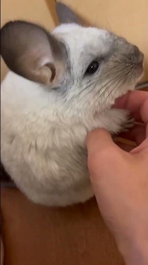 なでなでちゅーちゅー