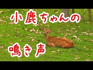 奈良公園 赤ちゃん鹿の鳴き声