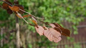 A branch of a decorative garden hazel with red leaves covered with pollen in the rays of the bright sun sways in the wind.