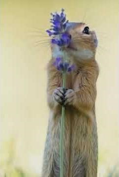 Adorable Squirrel Smelling a Flower 🌸 | Cutest Wildlife Moment Ever! ep2