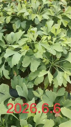药用银杏苗圃基地生长期记录！#有机种植无公害绿色农产品 #种植优质农产品