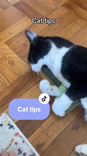 3 Unique Cat Tips You Haven't Tried Yet