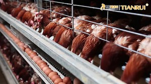 253 shares · 185 comments | RETECH LAYER CAGE MANUFACTURER Modern...