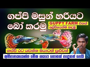 how to Breeding guppy fish at home | how to breed guppy | Guppy breed #guppy