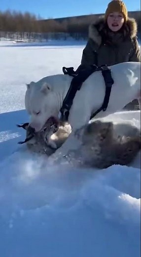Huge White Dog vs. Wild Lynx Battle | Nature’s Intense