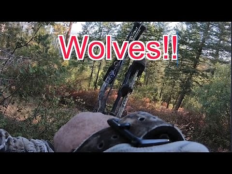 Archery Elk Hunt turned Wolf Hunt