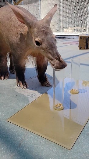 18K views · 448 reactions | Slurping up worm! | Phoenix Zoo | Facebook