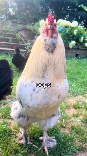 an audio I couldn’t resist for obvious reasons!!! 🤪 #chickens #rooster #fart #chickensofinstagram #backyardchickens #funnyanimals #friedchicken #chickenhappyhour | Chicken Happy Hour