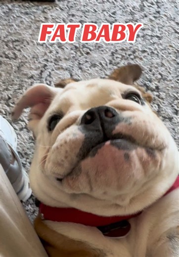 Funny English Bulldog Puppy Moments That Will Melt Your Heart