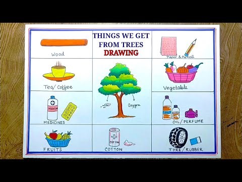 Draw things that we get from trees/Things we get from trees drawing/Things we get from plants