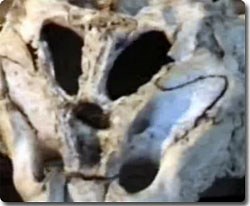 エイリアン（宇宙人）のものと思われる頭蓋骨を３６０度で | カラパイア