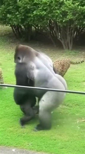Mother Gorilla DESTROYS 3 Leopards to Save Baby | Caught on Camera