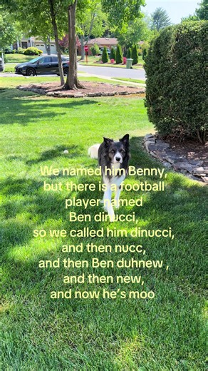 Border Collie's Adorable Nickname Evolution