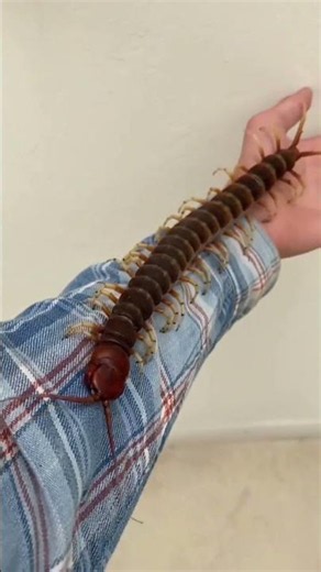 Mind-Blowing Transformations: Tiny to Wild! 🕷️➡️🐾 #39 #animals #2026 #spiders