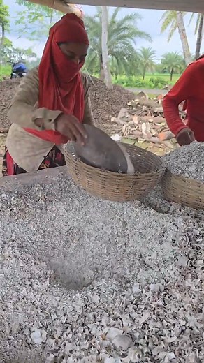 Amazing Lime Making Complete Process Using Snails | 𝙎𝙠𝙞𝙡𝙡𝙚𝙙 𝙒𝙤𝙧𝙠𝙚𝙧𝙨