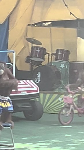 Orangutan Plan on TikTok