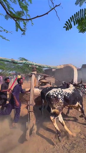 High Speed Two Bulls Running #shorts #short #trendingshorts #ytshorts #viralshorts #shortsfeed