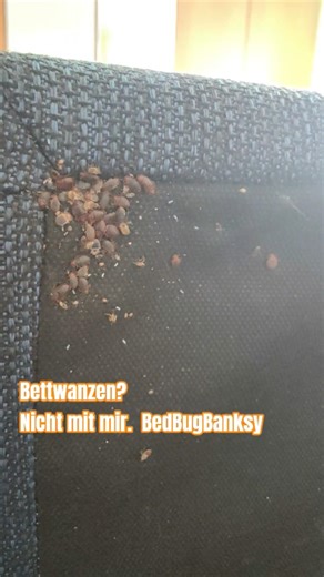 Bye Bye Bedbugs 👋 | BedBugBanksy