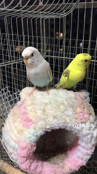 Exploring Backyard Birds: A Birdwatcher's Guide