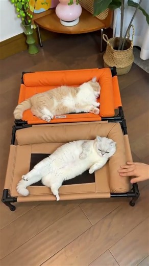 My Cats Love These Mini Elevated Beds 😻 #CatBed #CatLife