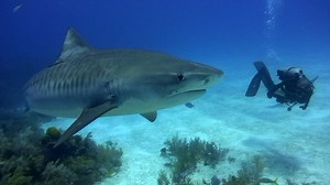 Explorer Plans to Save Oceans One Dive at a Time