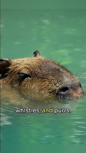 Capybara | The Big, Friendly and Unique Rodents of South America #shorts #capybara