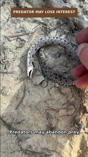 This Snake Keeps Playing Dead Even When Touched #Hognose #Snakes #Wildlife