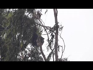Sleeping Koala Clings To Tree During Windy Storm